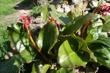 SAM_0531.webp