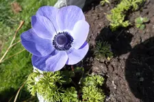 SAM_0532.webp