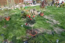 SAM_0538.webp
