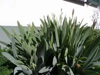 SAM_4876.webp