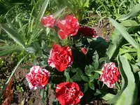 k-P1080655.webp