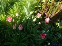 k-P1080657.webp