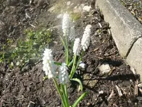 k-P1080671.webp