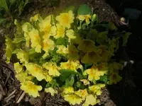 k-P1080673.webp