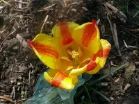 k-P1080674.webp