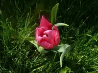 k-P1080679.webp