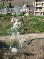 k-P1080707.webp