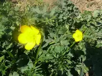 k-P1080710.webp