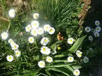 k-P1080711.webp