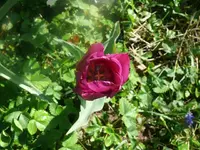 k-P1080720.webp