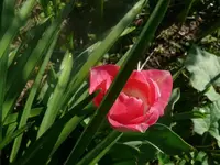 k-P1080721.webp
