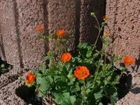 k-P1080725.webp