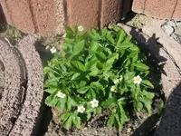 k-P1080730.webp