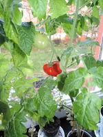 DSCN5130.2.webp