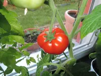 DSCN5135.2.webp