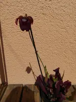 SAM_1014.webp