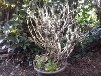 CAM00177.webp