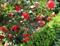 IMG_2483-001.webp