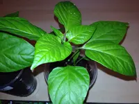 image.webp