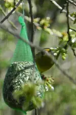 Grünfink_4161.webp