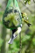 Grünfink-Kohlmeise_4162.webp