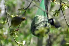 Grünfink-Kohlmeise_4163.webp