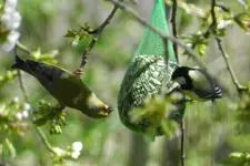 Grünfink-Kohlmeise_4164.webp