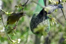 Grünfink-Kohlmeise_4165.webp