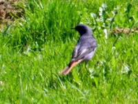 Hausrotschwanz_4159.webp