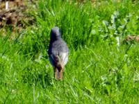 Hausrotschwanz_4160.webp