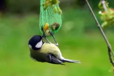 Kohlmeise_4154.webp