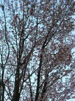 P1050800.webp