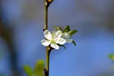 Heckenblüten_6537.webp