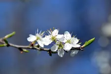 Schlehenblüten_6610.webp