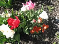 001.webp