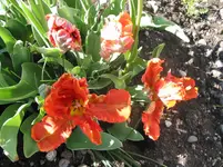 002.webp