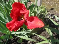 003.webp