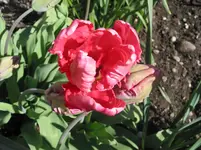 004.webp
