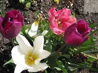 005.webp