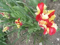 011.webp