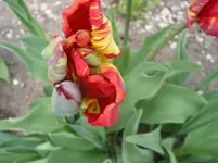 012.webp