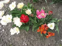 014.webp