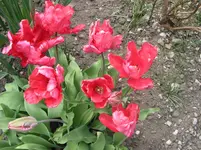015.webp