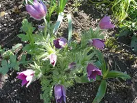 006.webp