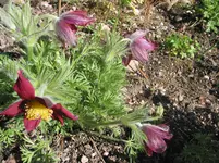 009.webp