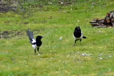 Elster_3299.webp