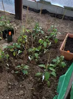 Paprika1.webp