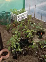 Paprika2.webp