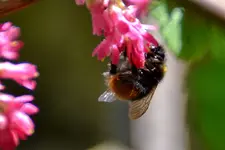 Hummel_6373.webp
