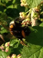 Hummel1.webp